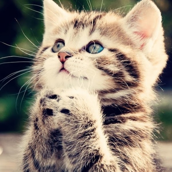 Feline Veterinary Hospital - Port Washington , United States