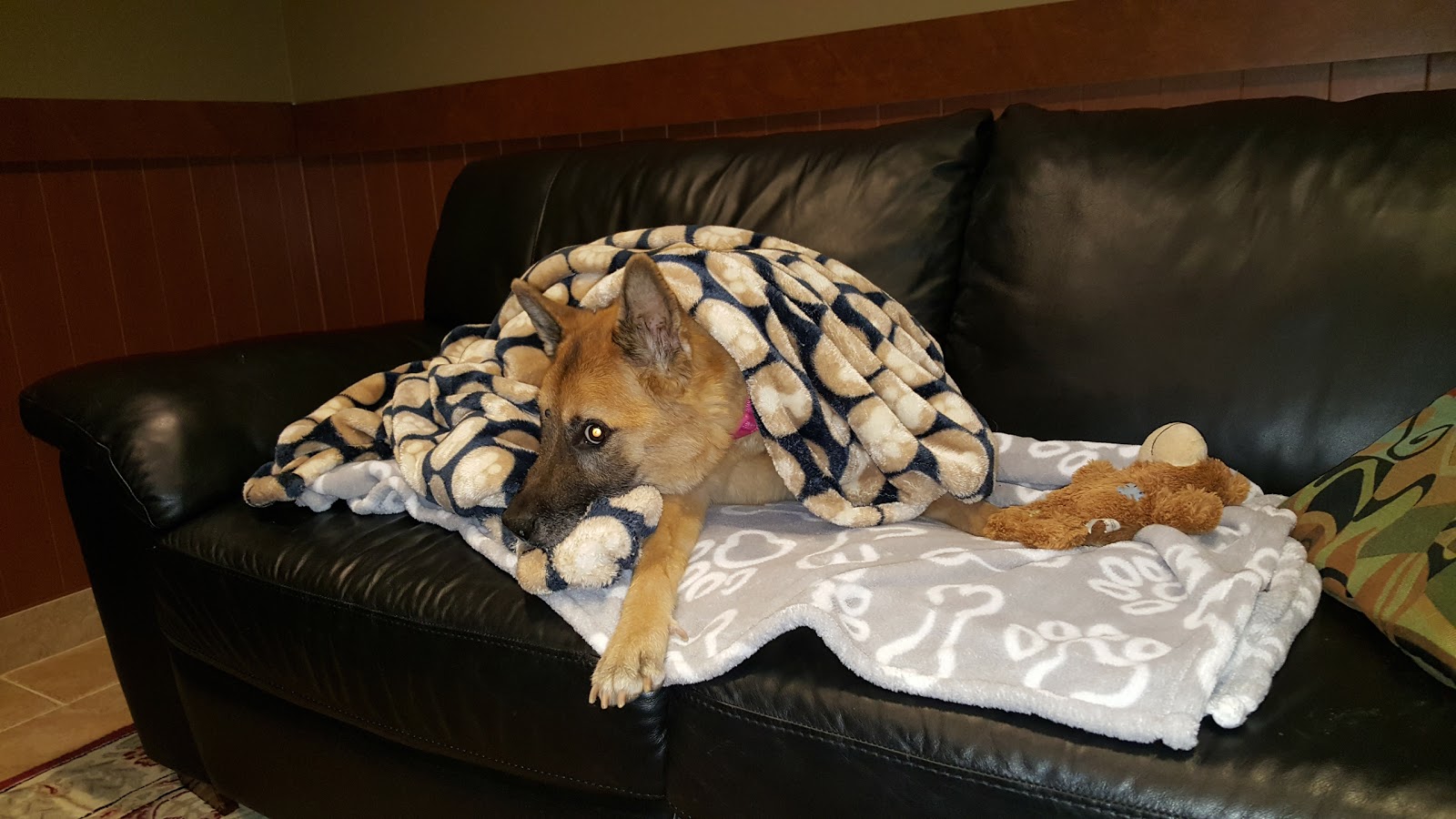 Vca Cairo Animal Hospital - Highland Park , United States