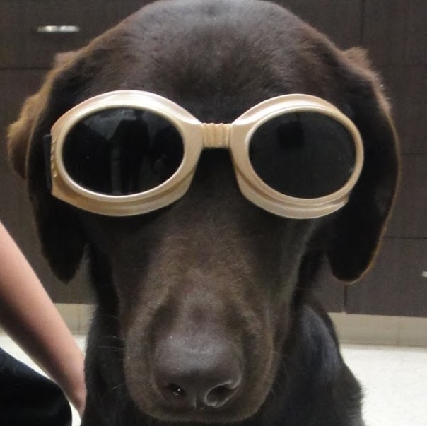 Great Northwest Animal Hospital - San Antonio , United States