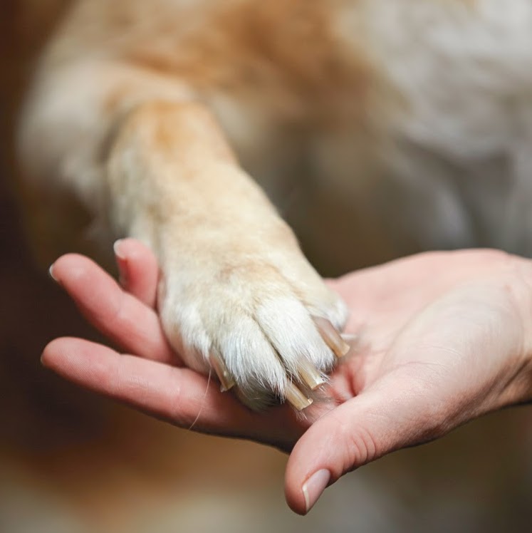 Oregon Veterinary Referral Associates - Springfield , United States