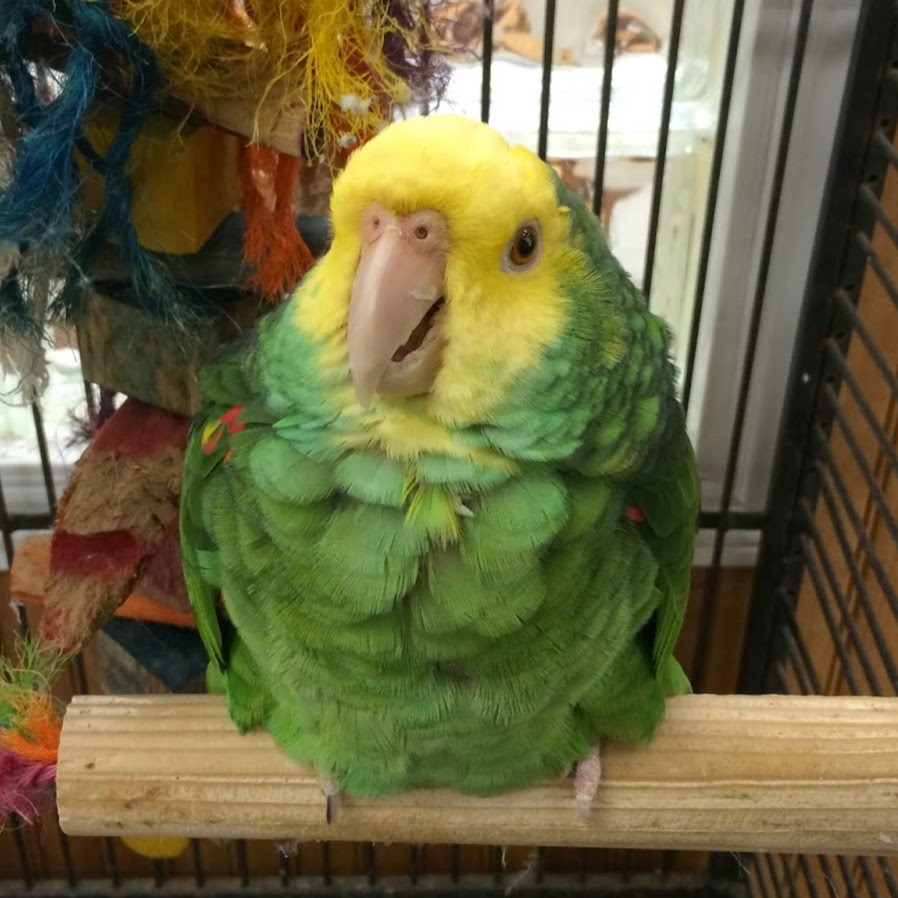 Ingleside Animal Hospital - Ingleside , United States