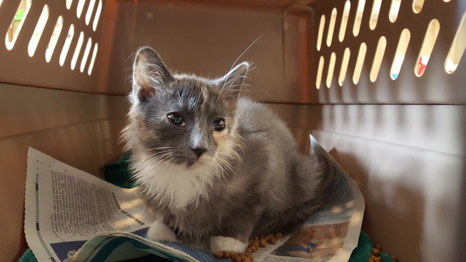 Ohio Alleycat Resource Oar And Spay/Neuter Clinic - Cincinnati , United States