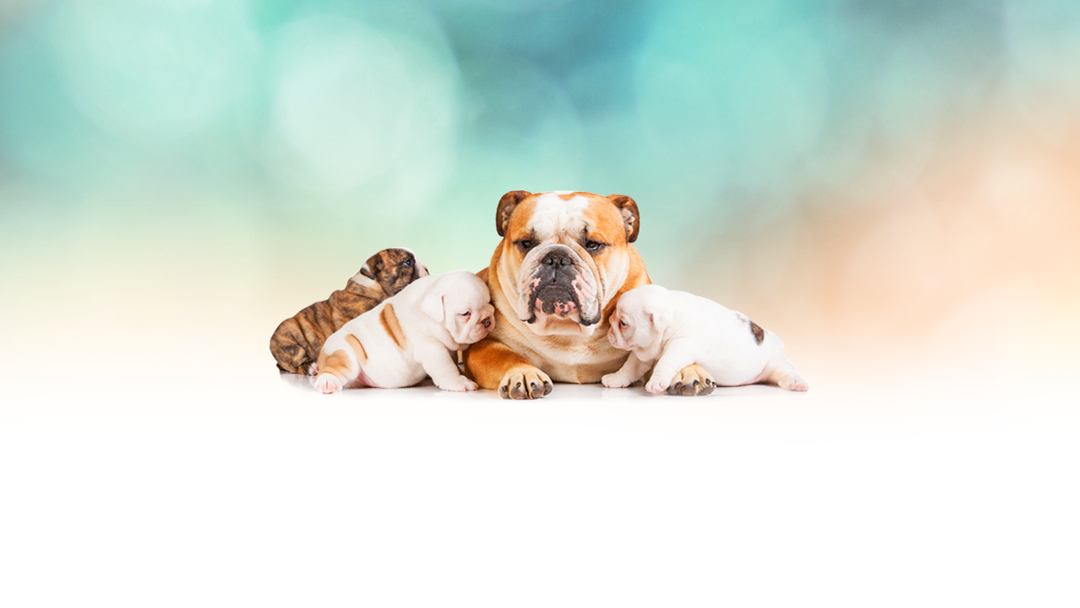 Lomas Veterinary Clinic - Albuquerque , United States