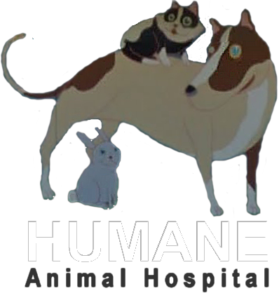 Humane Animal Medical And Surgical Hospital - Plano , United States