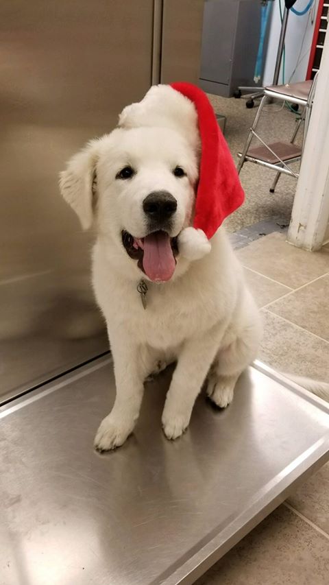 Ace Animal Hospital - Chicago , United States