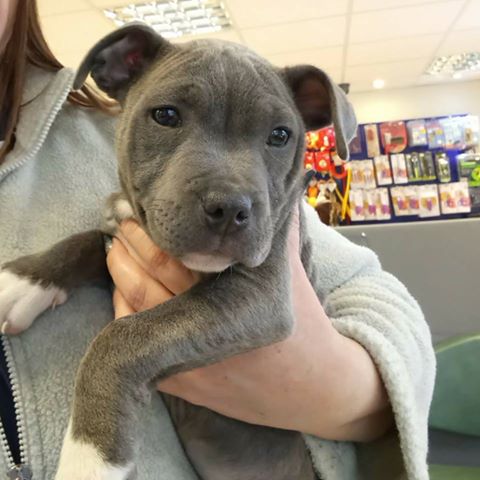 Animed Veterinary Group - Gosport , United Kingdom