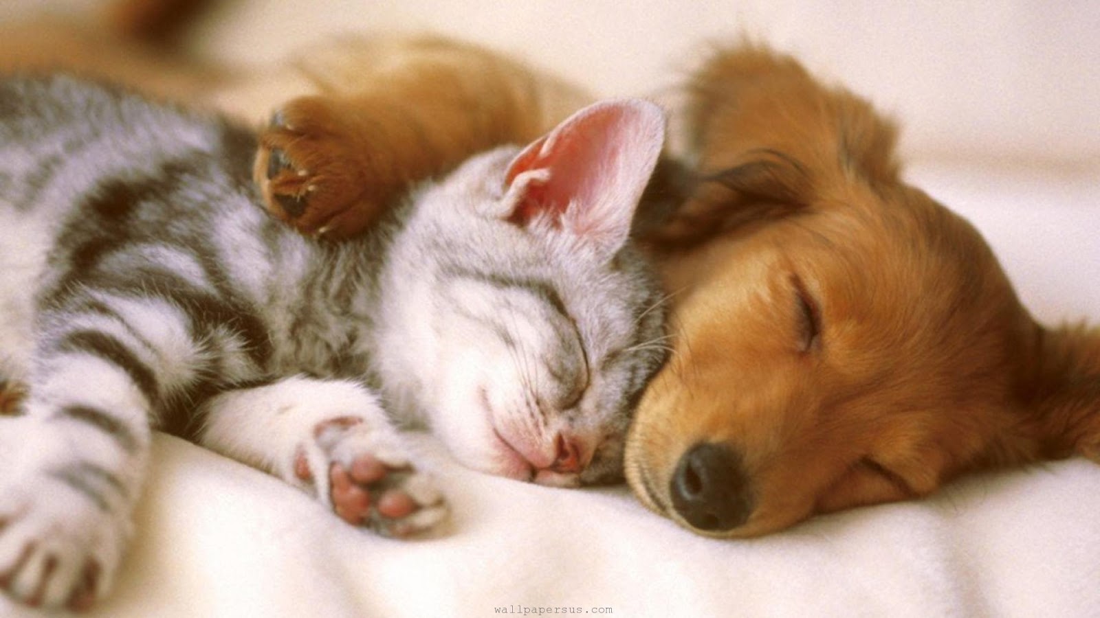 Animal Hospital Highway 6 - Sugar Land , United States