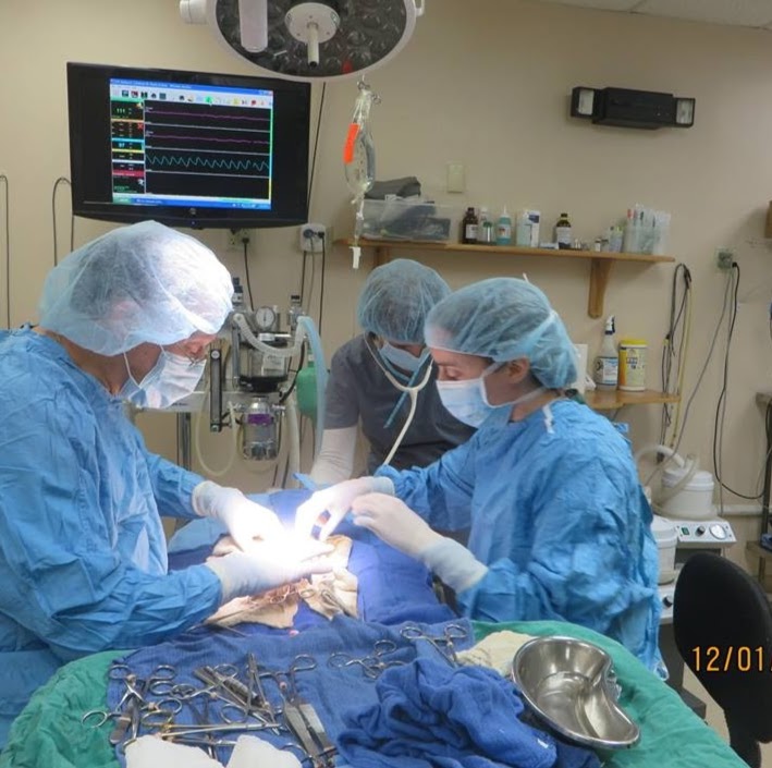 County Animal Hospital - Mason , United States