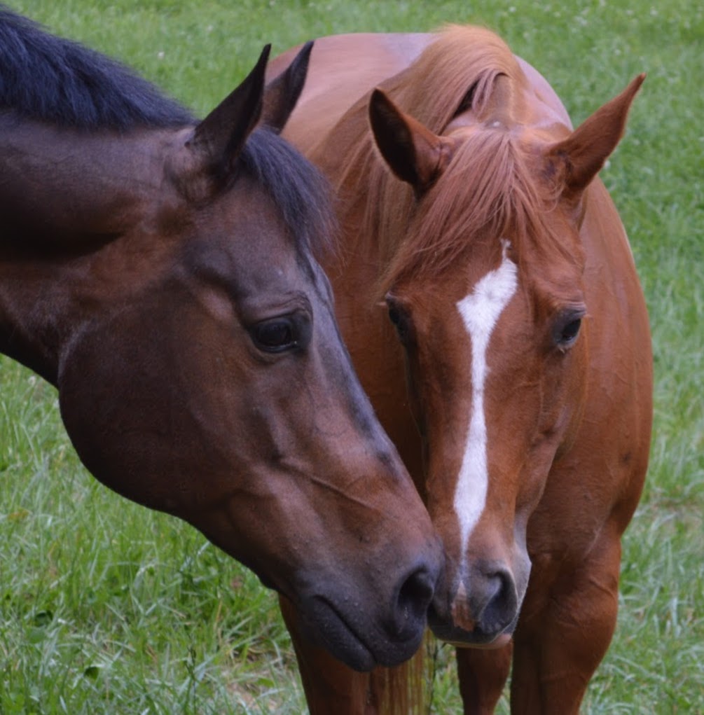 Animal Medical Center - Cairo , United States