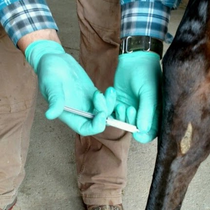 Wendel Veterinary Services - Penrose , United States