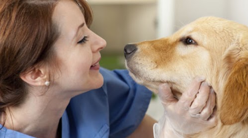 Cockburn Vets - Coalville , United Kingdom