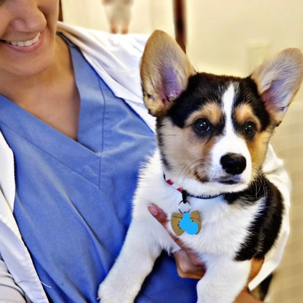 Deer Park Animal Hospital - Deer Park , United States
