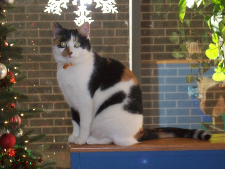 Southwest Animal Care Center - Palos Hills , United States