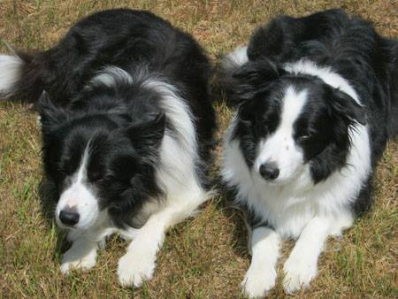Family Pet Health Care - Decatur , United States