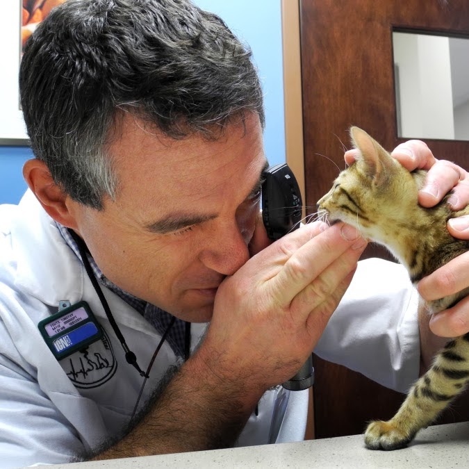Hillside Small Animal Hospital - Batavia , United States