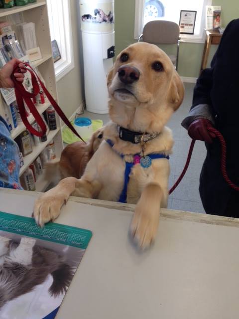 Dalton Road Veterinary Clinic - Jacksons Point , Canada