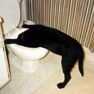 Shearbridge Veterinary Centre Queensbury - Bradford , United Kingdom