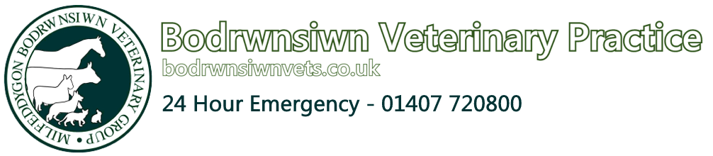 Bodrwnsiwn Veterinary Group - Menai Bridge , United Kingdom
