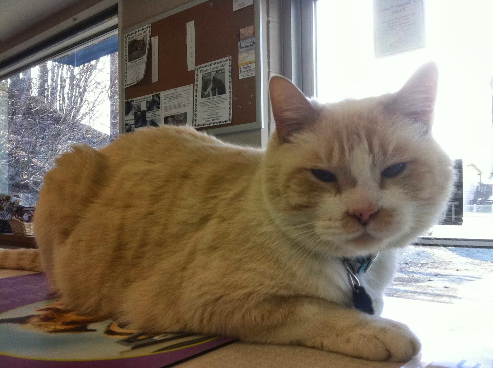 Chester Valley Veterinary Hospital - Anchorage , United States