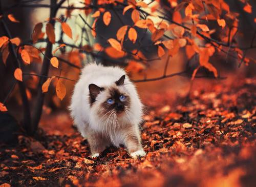 Pet Vet Animal Hospital - Friendswood , United States