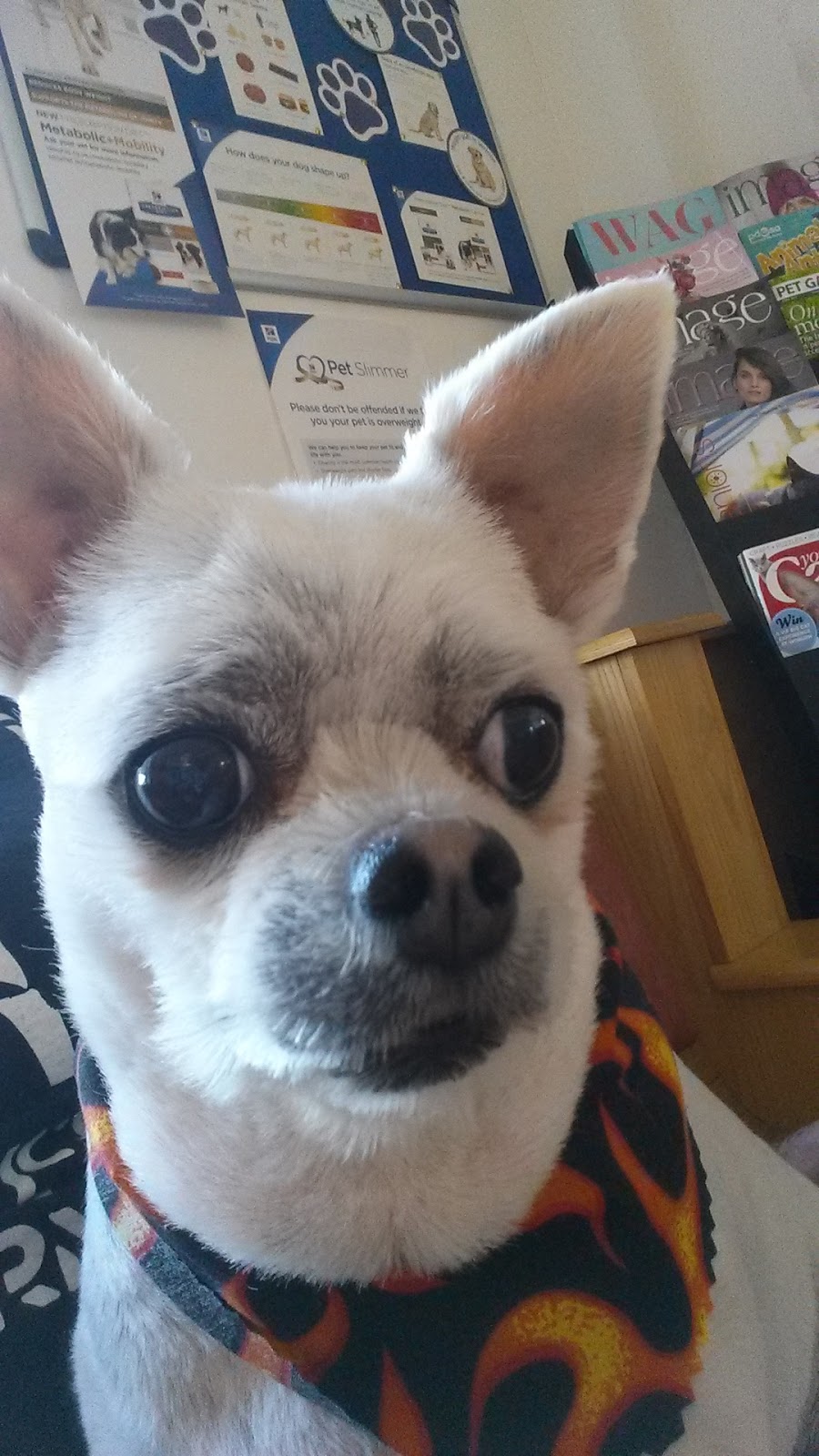 Astonlee Veterinary Centre Newport Pagnell - Milton Keynes , United Kingdom