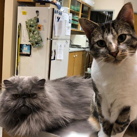 Courtice Pet Clinic - Courtice , Canada