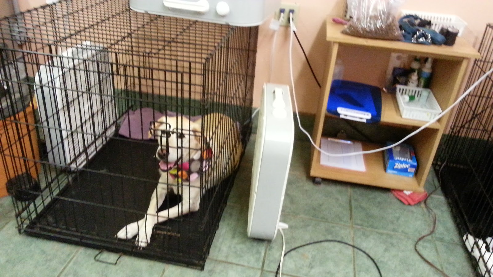 Southport Animal Hospital - Lee's Summit , United States