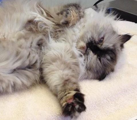 Cedar Creek Veterinary Hospital - Lee's Summit , United States