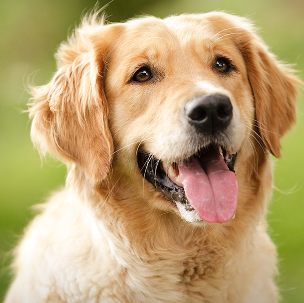Lillington Veterinary Hospital - Lillington , United States