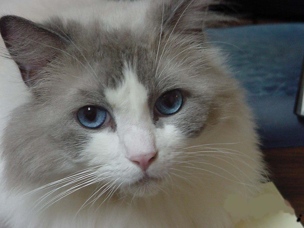 Voss Road Animal Clinic - Houston , United States