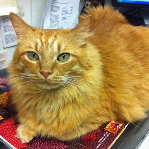 Bellshire Family Vet - Nashville , United States
