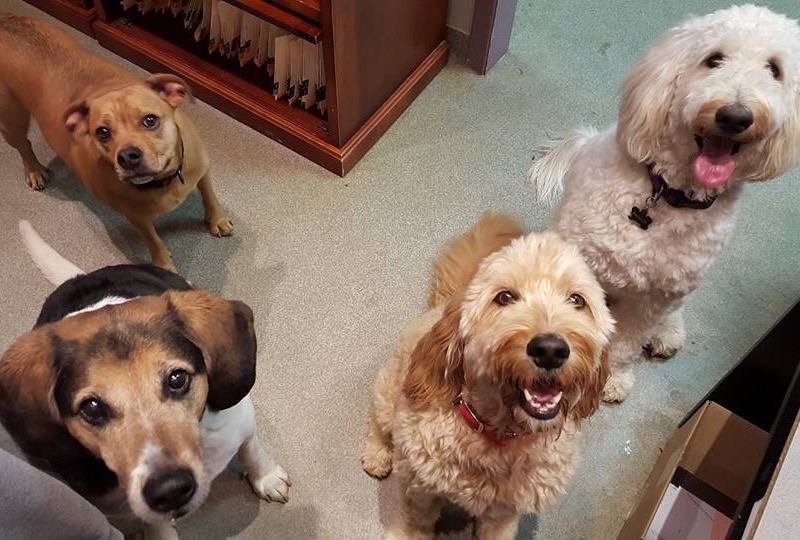 Derrydale Animal Hospital - Brampton , Canada