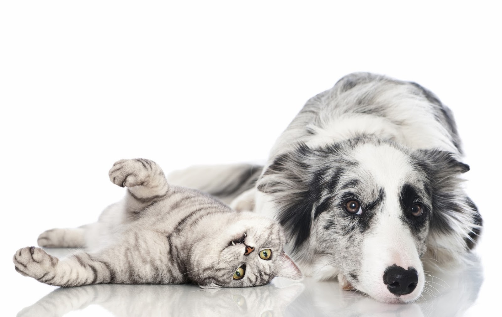 Central Valley Animal Hospital - Poulsbo , United States