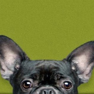 Companion Animal Hospital - Austin , United States