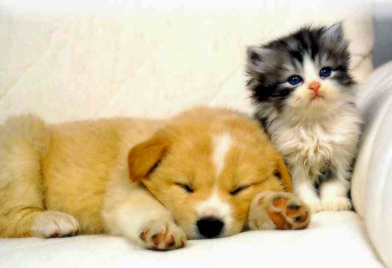 Westheights Veterinary Hospital - Kitchener , Canada