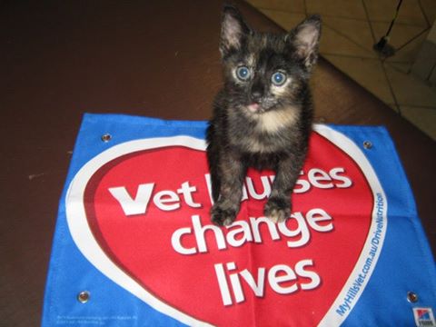 Kempsey Veterinary Hospital - Kempsey , Australia