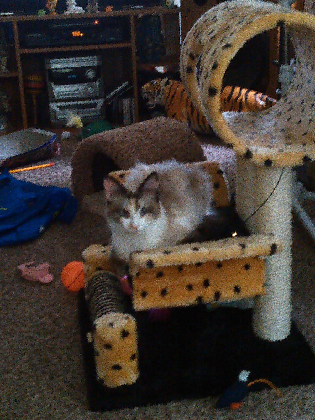 West Mi Spay and Neuter Clinic - Fruitport , United States