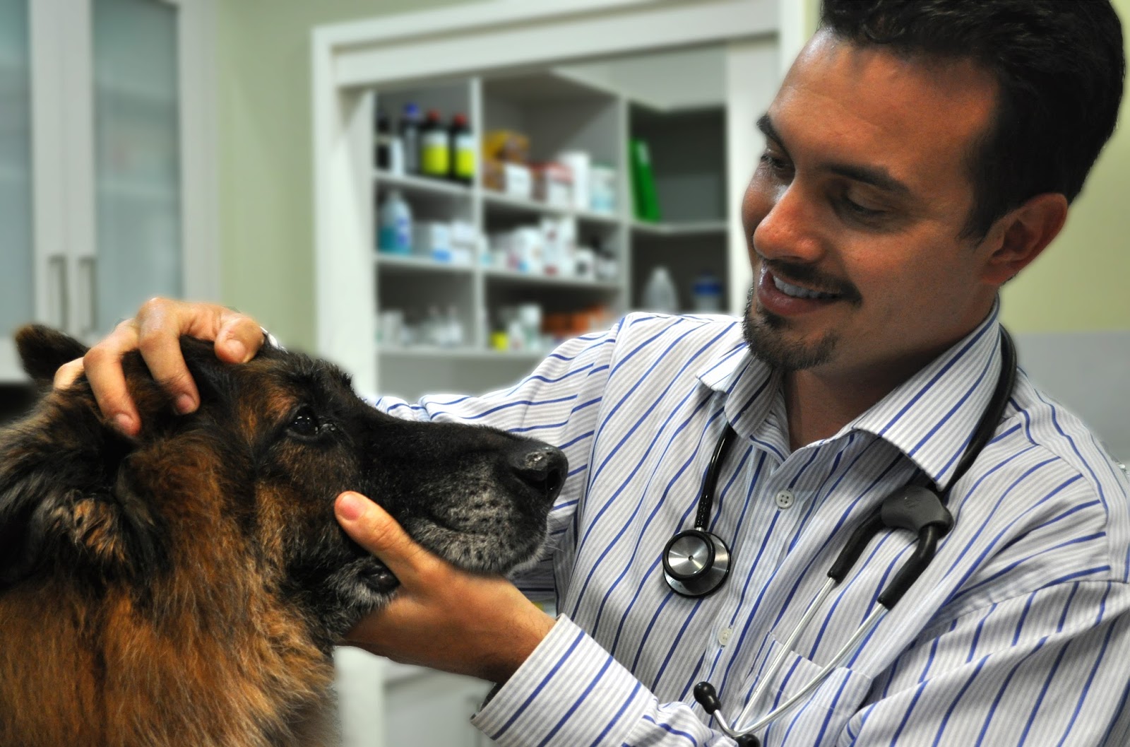 Mornington Veterinary Clinic - Mornington , Australia