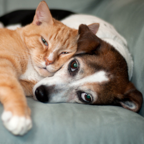 Stanford Veterinary Hospital - Stanford , United States