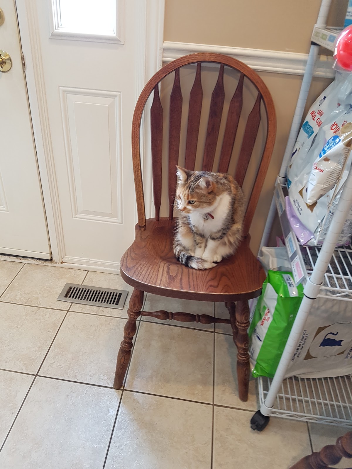 St Francis Animal Clinic - Kitchener , Canada