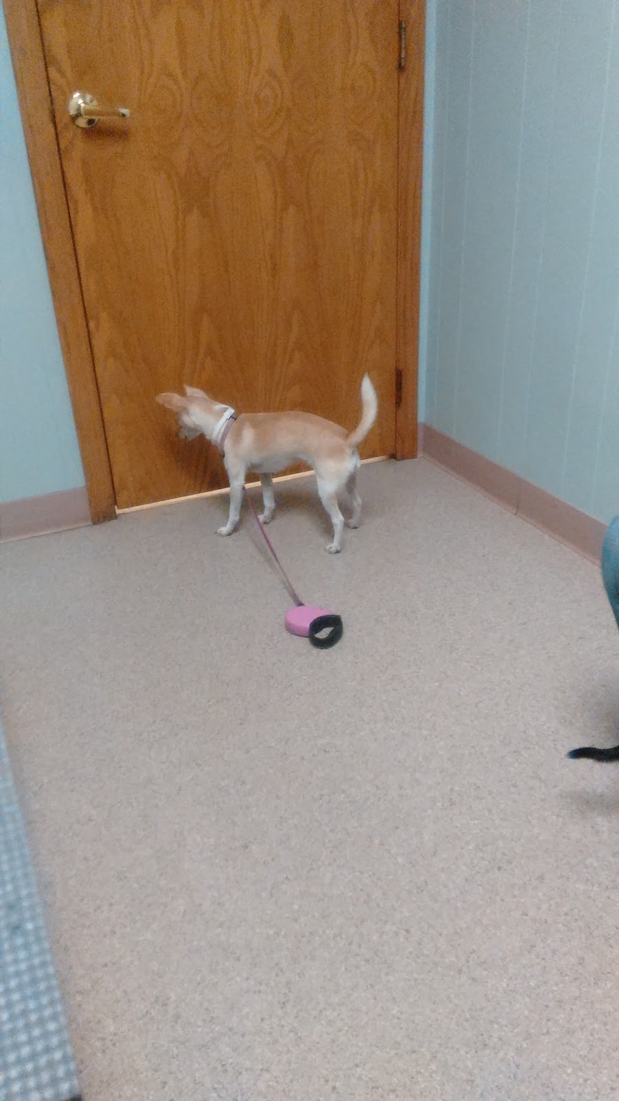 Bluestem Animal Clinic - El Dorado , United States