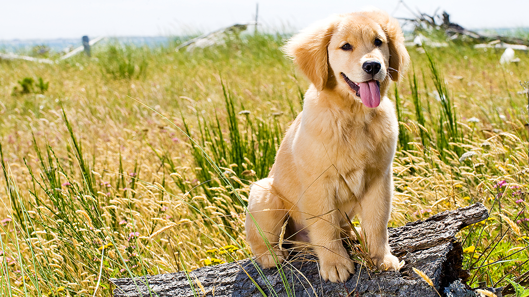 Mt Airy Animal Hospital - Philadelphia , United States