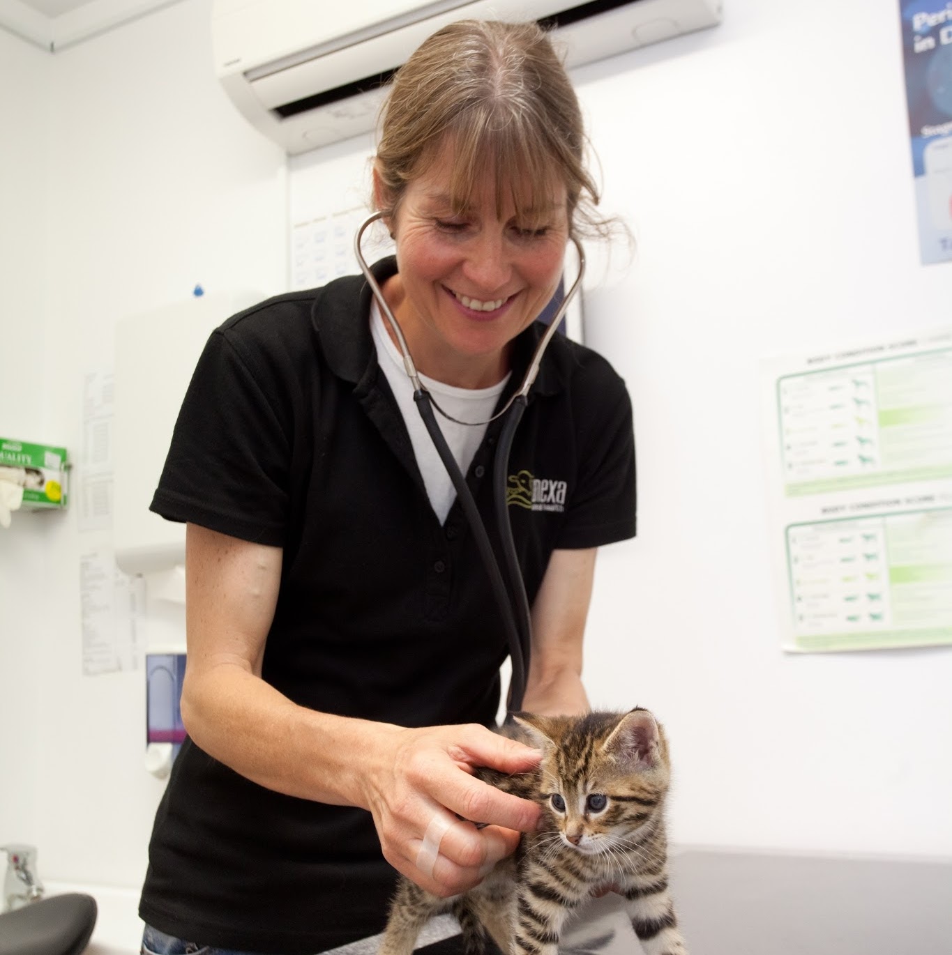 Anexa Vets Raglan - Raglan , New Zealand