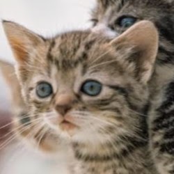 Riverbank Veterinary Centre - Preston , United Kingdom