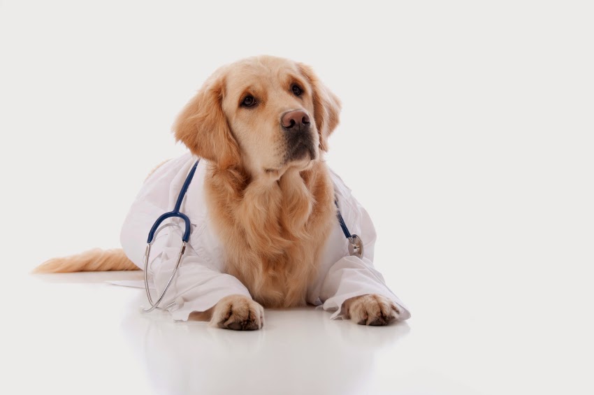 Dingley Veterinary Clinic - Dingley Village , Australia
