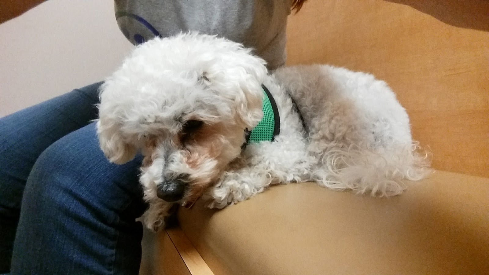 Sunrise Boulevard Animal Hospital - Citrus Heights , United States