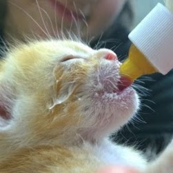 Forest Heights Veterinary Clinic - Portland , United States