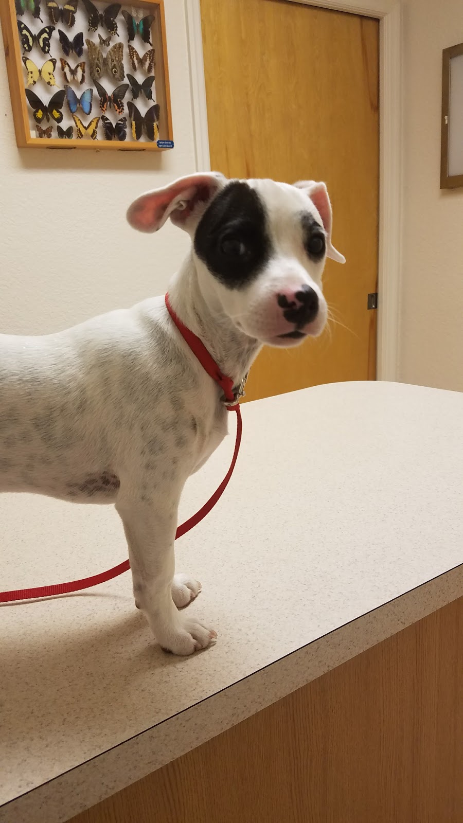 Peace River Veterinary Clinic - Punta Gorda , United States