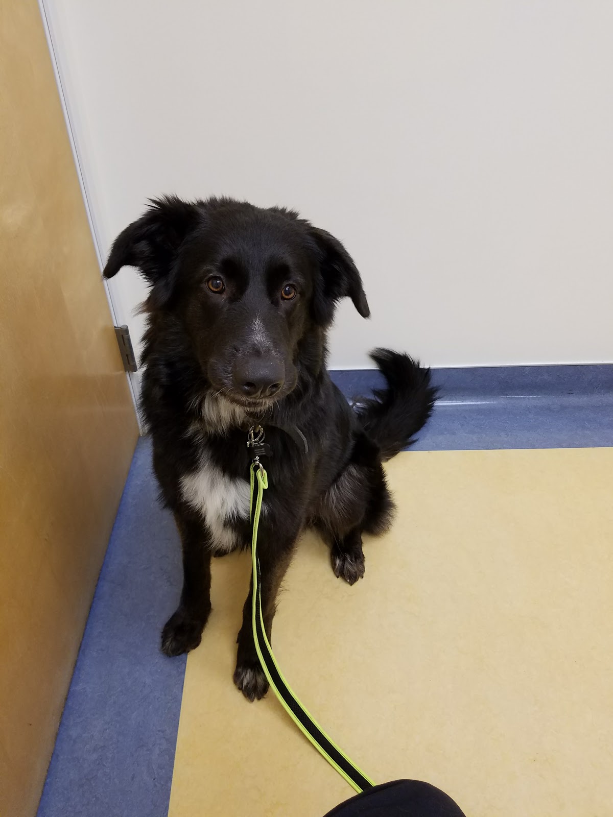 Gabriel Park Veterinary Clinic - Portland , United States