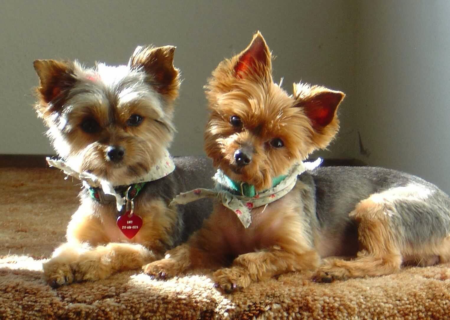 Dill Animal Hospital - Milton , United States